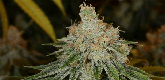 White Tahoe Cookies Strain Growing Tips and Medical Effects