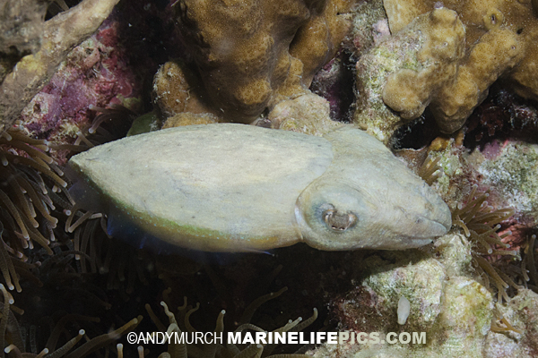 Dwarf Cuttlefish Pictures Images of Sepia bandensis
