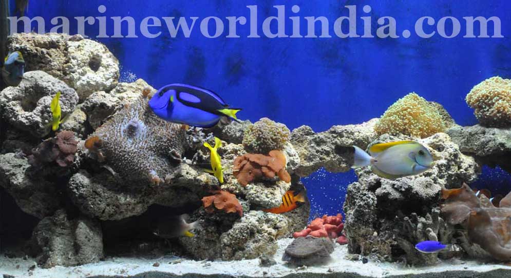 marine reef aquarium setup salt water aquarium manufacturer