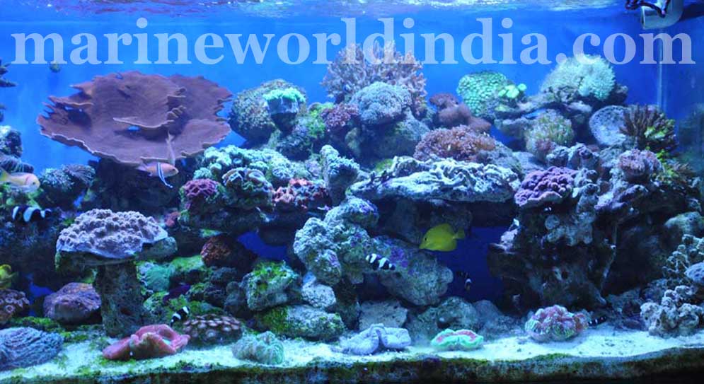 marine reef aquarium setup salt water aquarium manufacturer