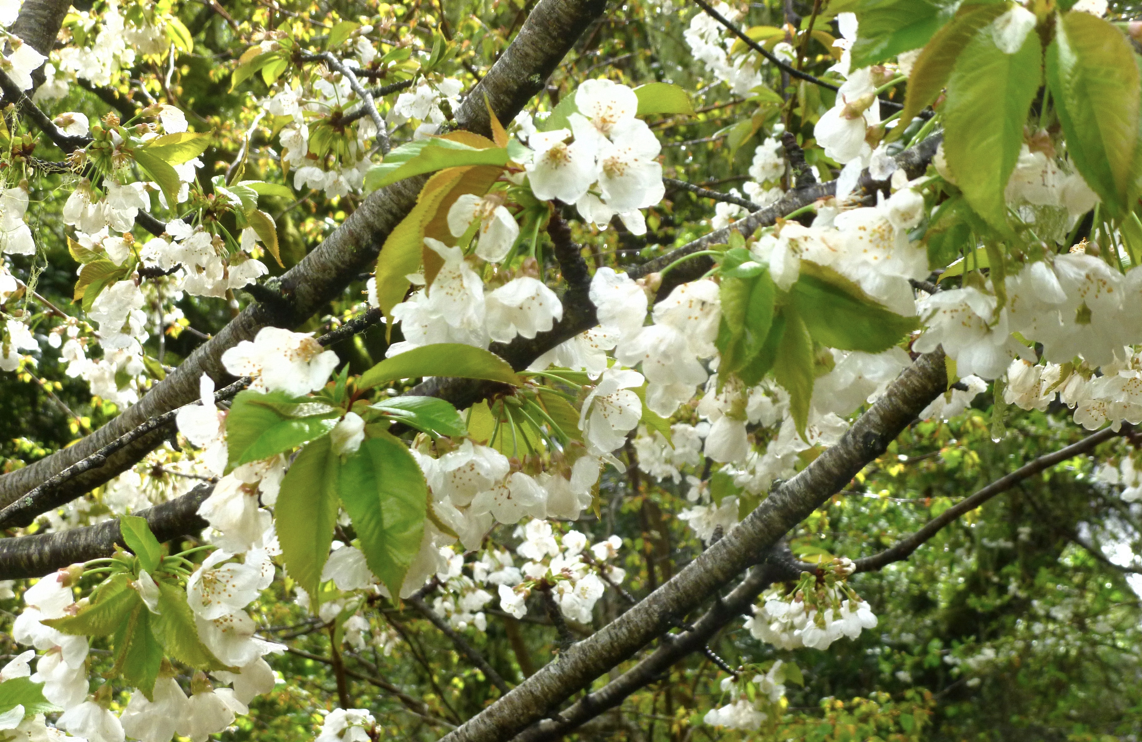 We did not find results for: No Fruit On Your Tree Here S Why Marin Independent Journal