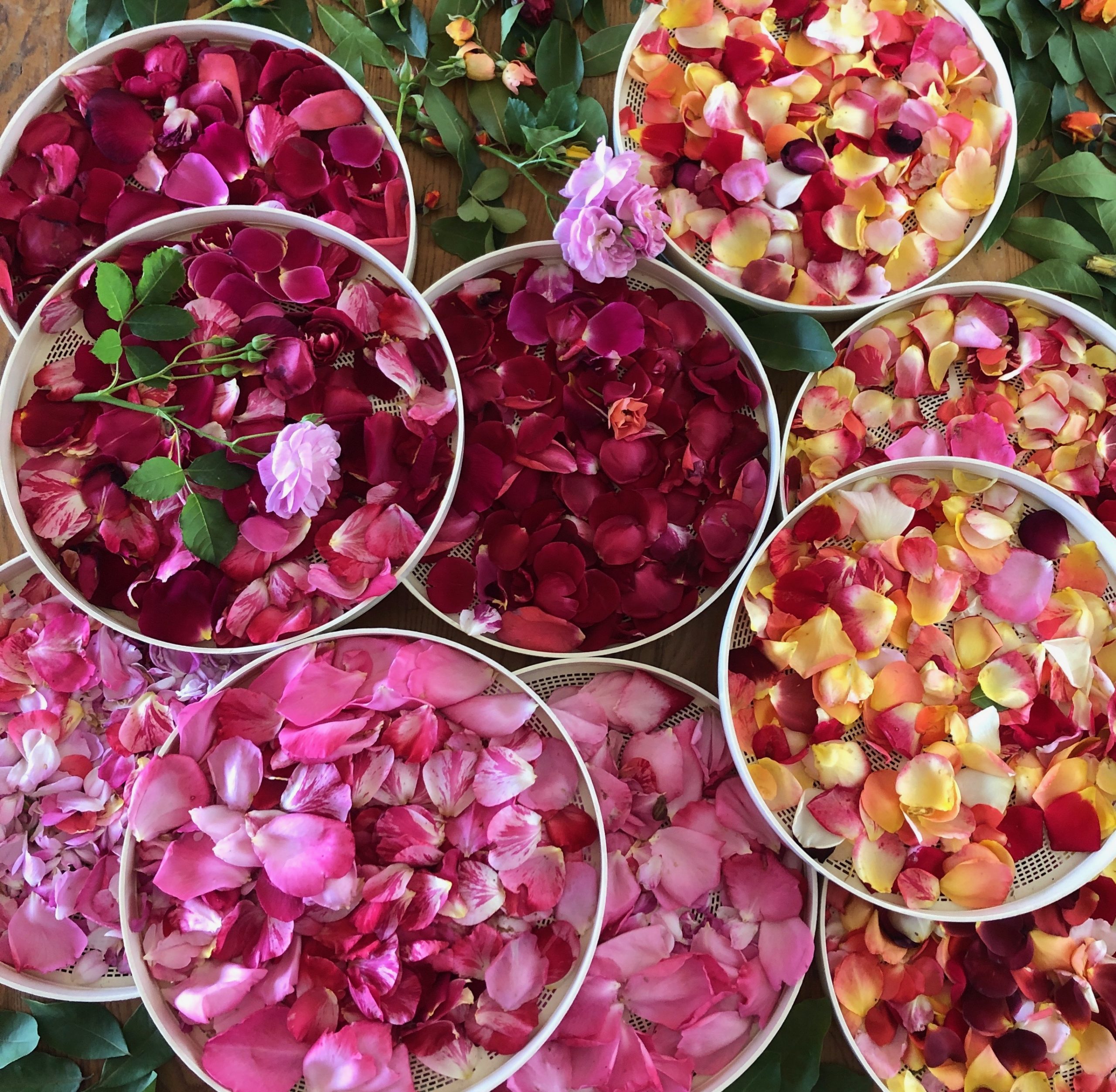 Confetti Rose Petals (2 X 12 g package) Mystery Thursday Mariquita Farm