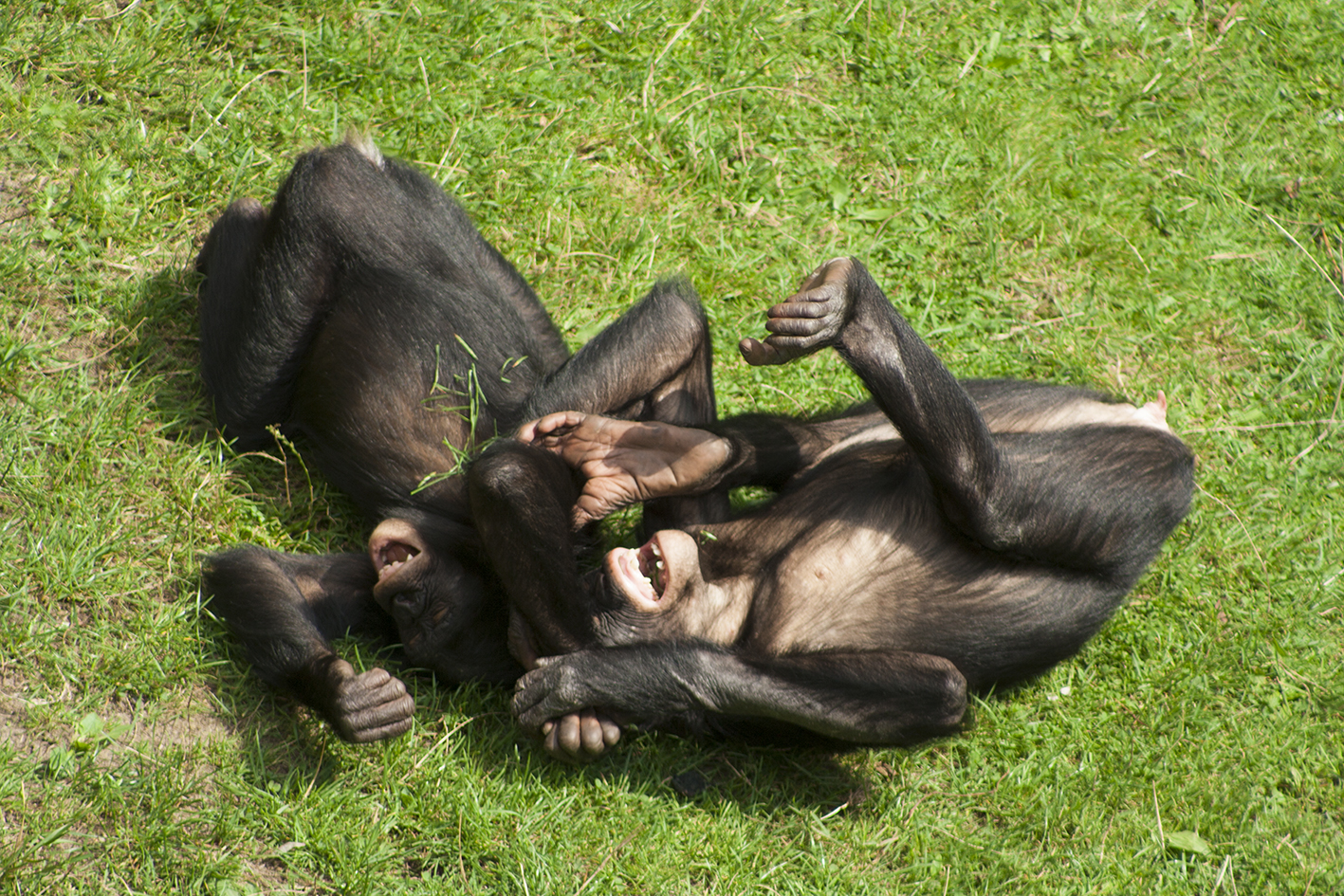 World Bonobo Day CoPAN