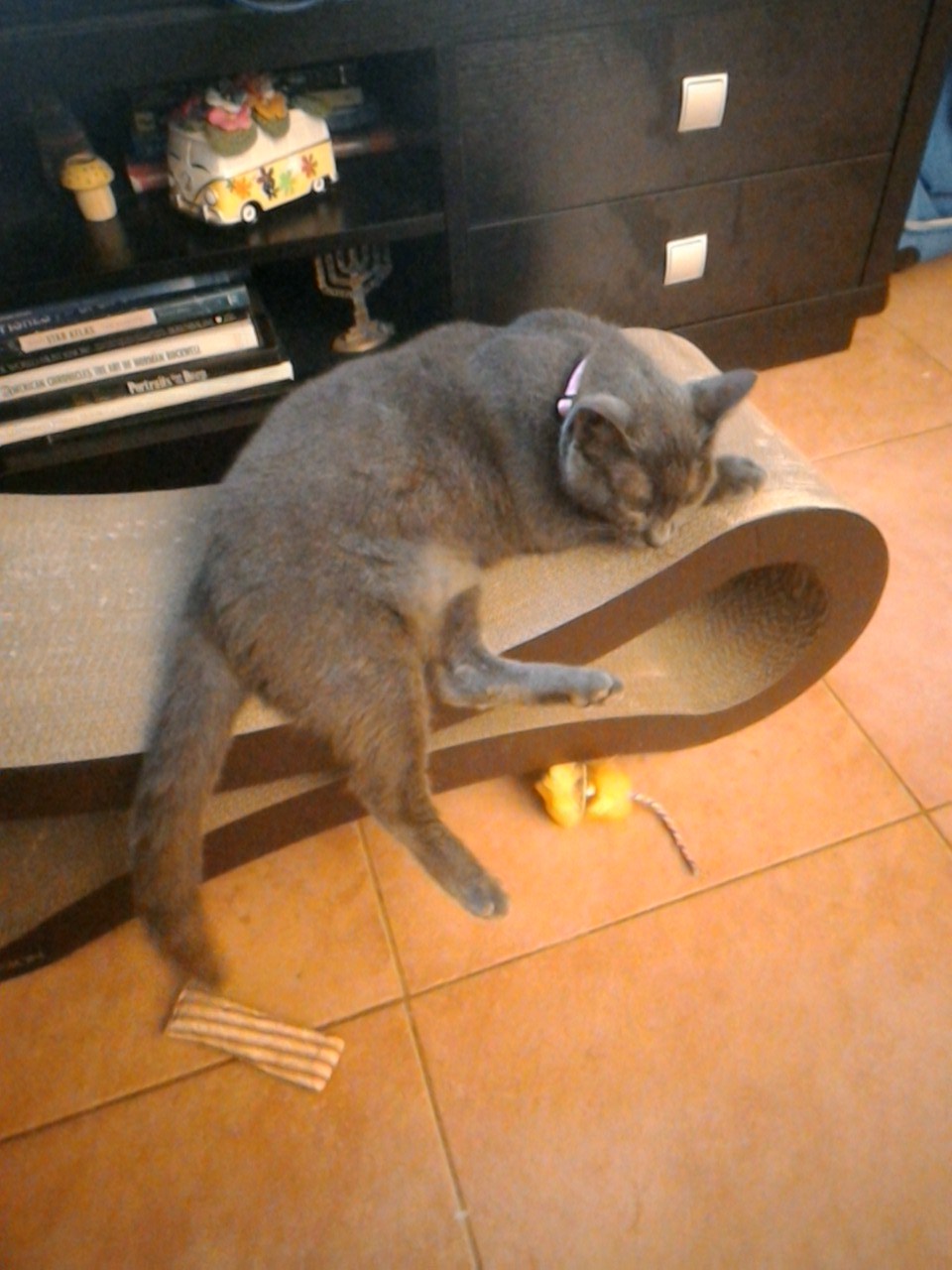 Cat Problems MarkD60's Third Time