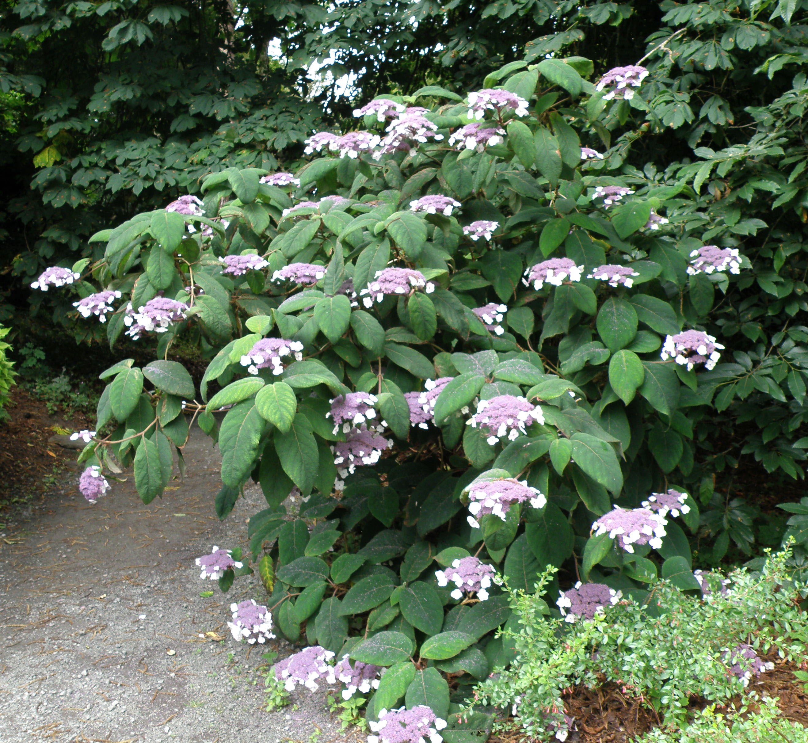 Hydrangea aspera Mark McNee