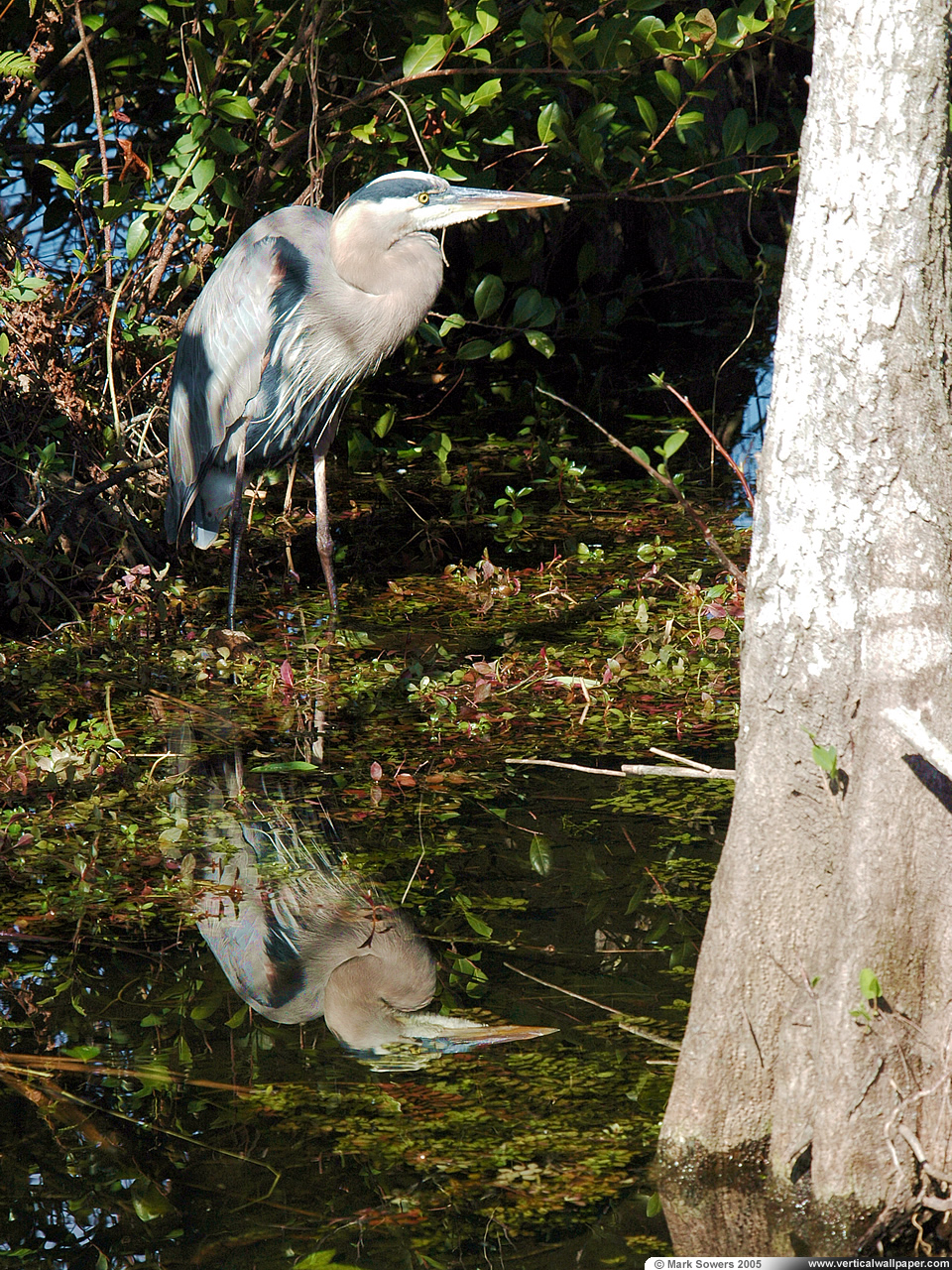 Vertical Wallpaper Great Blue Heron Reflection
