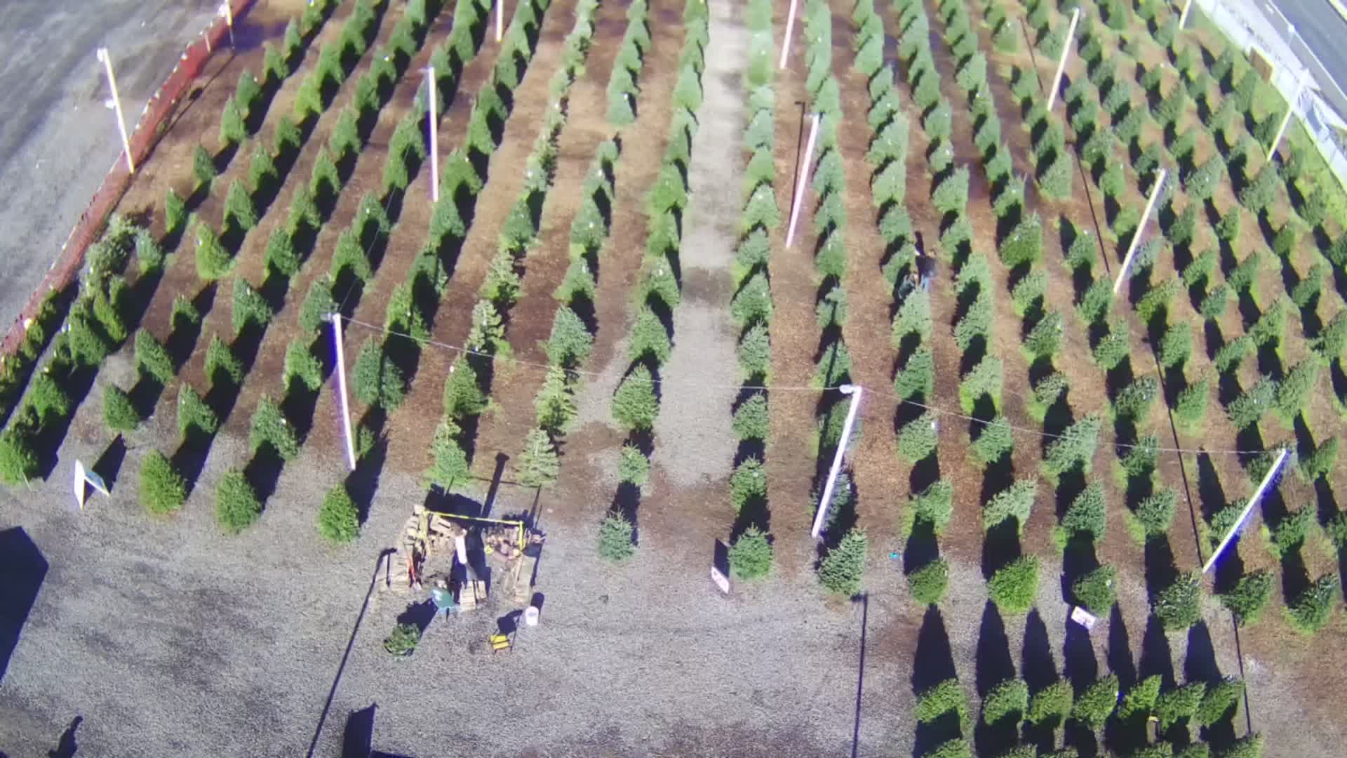 Marks Christmas Tree Lot in Santa Rosa, CA Gallery