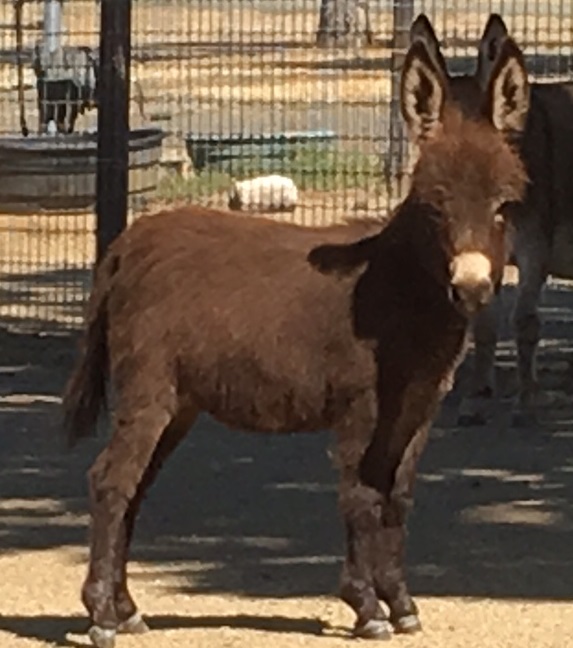 Marsango Ranch Miniature Donkeys for Sale