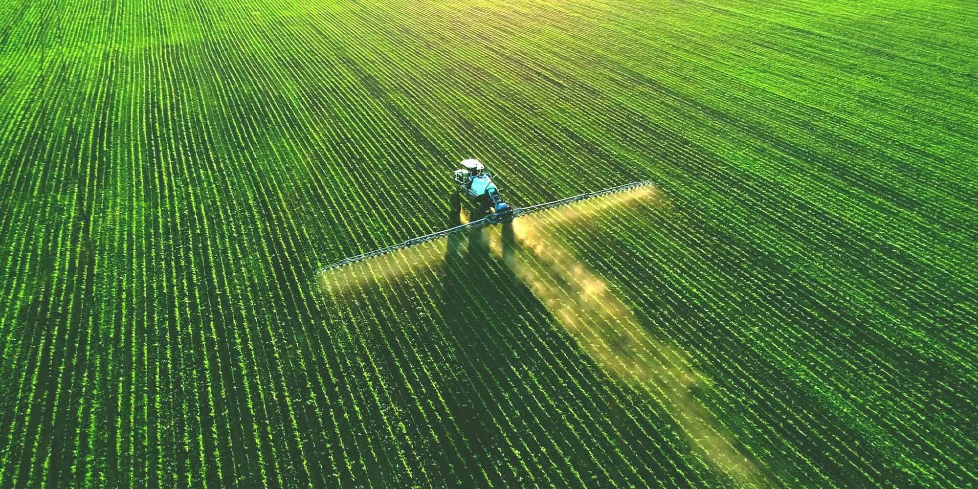 Giving the mRNA treatment to crops How nanotechnology helps to prevent