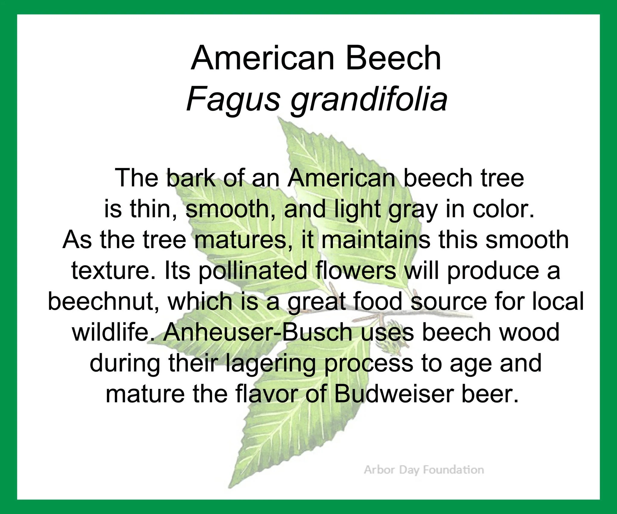 American Beech Marshall University Arboretum Project