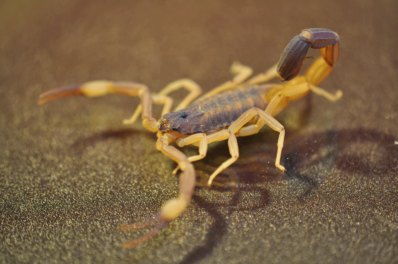 Doomestics Martin Avila Design