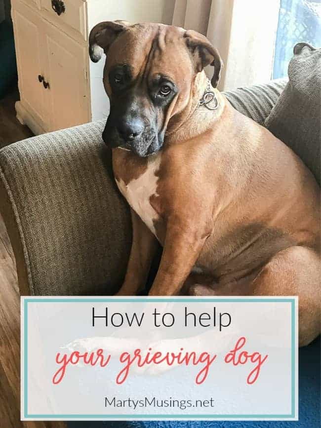 How to Help a Grieving Dog Marty's Musings