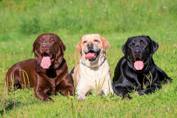 English Labrador Vs. American Labrador: Top 10 Differences - Marvelous Dogs