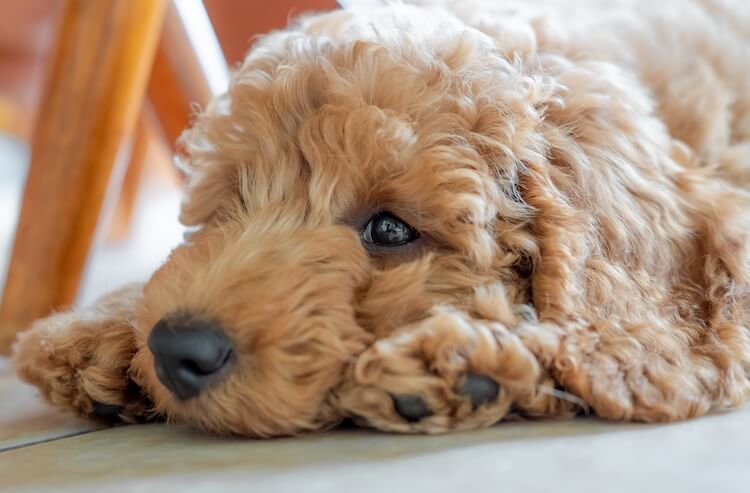 Mini Goldendoodle: Size, Puppy Guide, Price & Facts - Marvelous Dogs