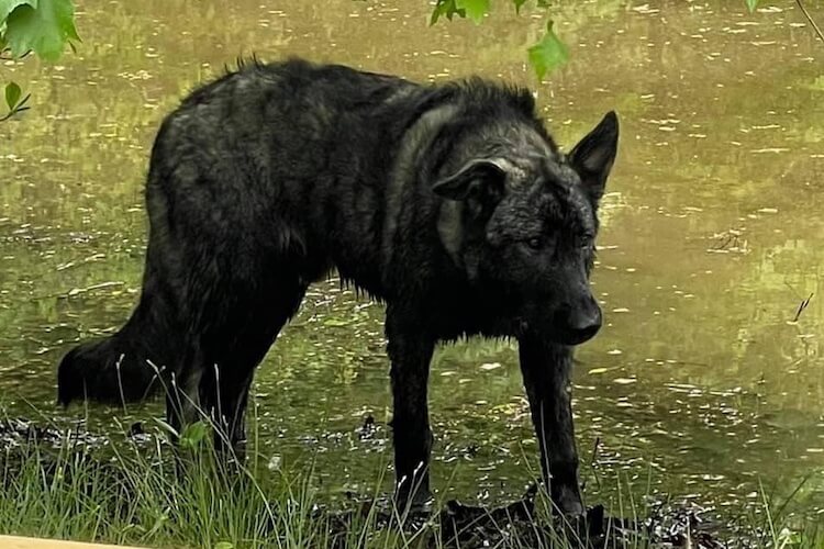 American Alsatian: Dire Wolf Dog Breed Guide - Marvelous Dogs