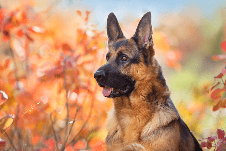 Top 1,000+ Best German Shepherd Names Marvelous Dogs