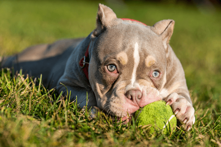 Pocket Bully Dog Breed: 7 Must Know Facts - Marvelous Dogs
