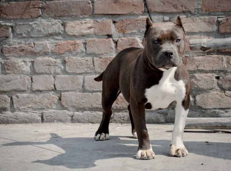 Pocket Bully Dog Breed: 7 Must Know Facts - Marvelous Dogs