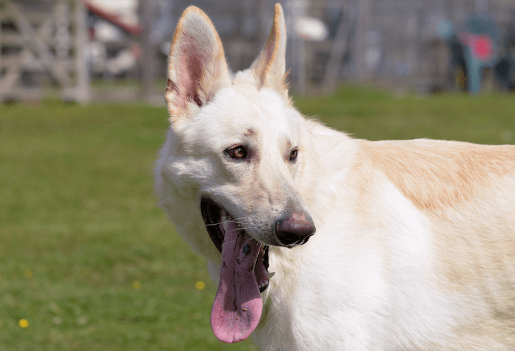 White German Shepherd Dog Breed Profile & Facts Marvelous Dogs