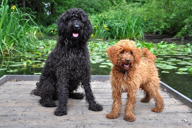 How Big Do Cockapoos Get? Full Grown Size Chart Marvelous Dogs