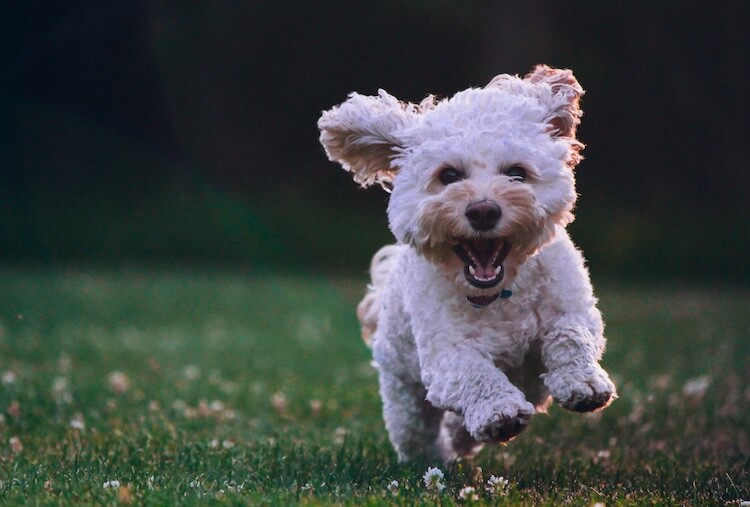 How Big Do Cockapoos Get? Full Grown Size Chart - Marvelous Dogs
