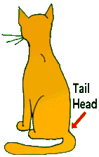 Tails That Are Broken (Feline) - Mar Vista Animal Medical Center