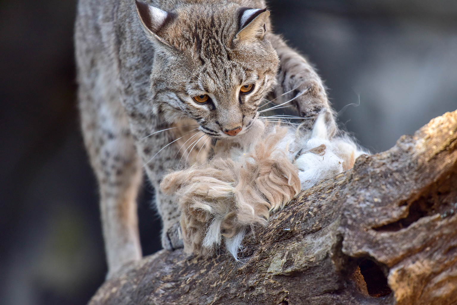 Bobcat The Maryland Zoo