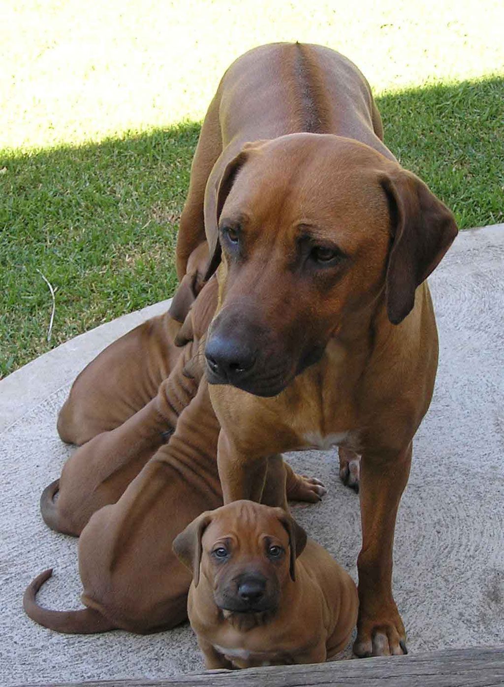 Rhodesian Ridgeback Dogs breeds