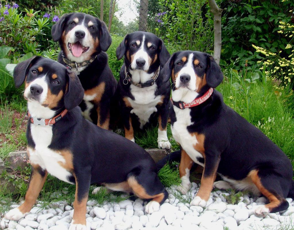Entlebucher Sennenhund Entelbucher Cattle Dog Hunderassen