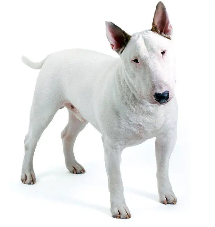 Bull Terrier Races de chiens Animaux Bull Terrier Races de chiens Animaux