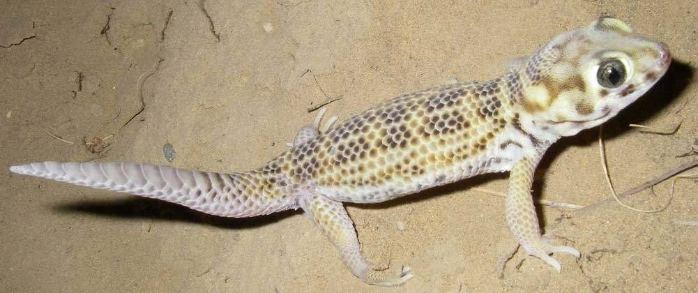Gecko aux yeux de grenouille Logement, soins et