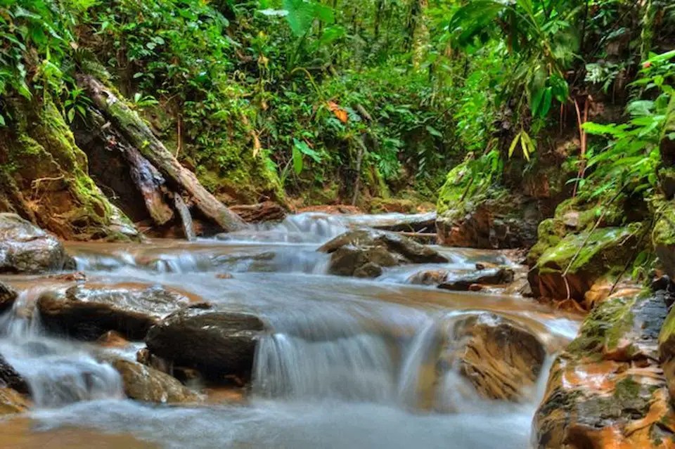 The Difference Between Jungle and Rainforest Mashpi Lodge