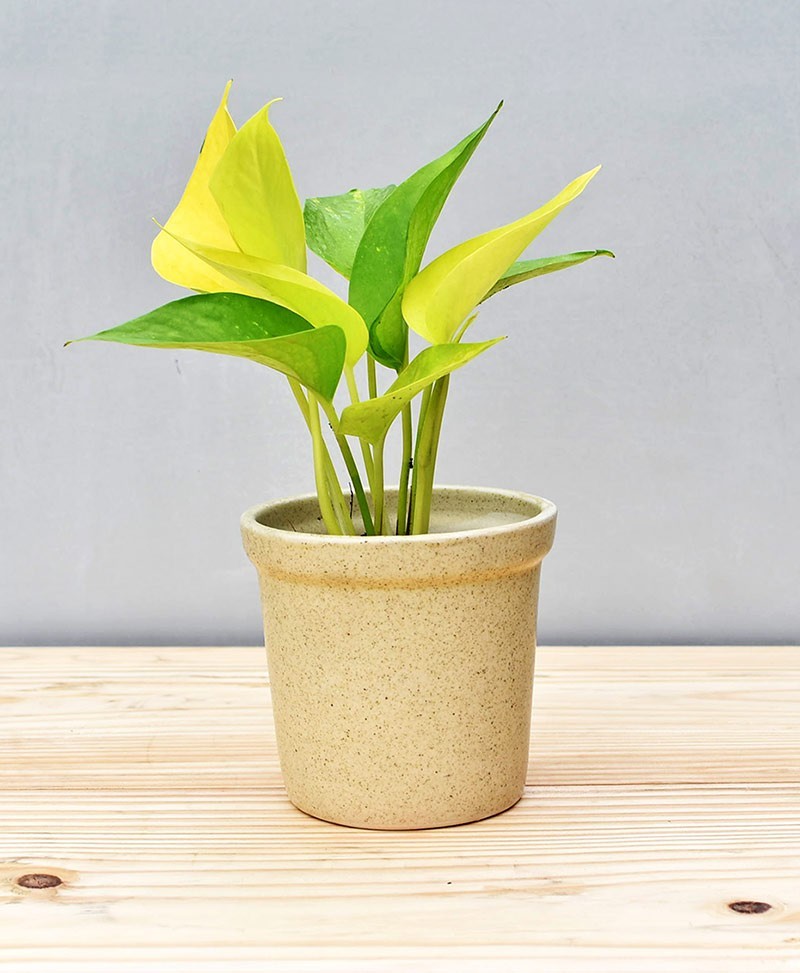 Ceramic Rim Pot 4 inch Beige