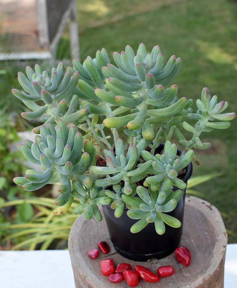 Types Of Sedum Succulents The Home Garden