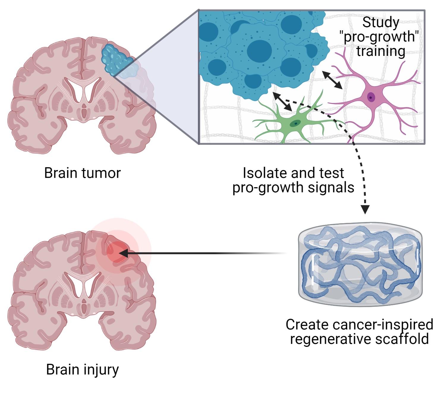 Can cancer cells help cure paralysis and reverse brain damage? UMass