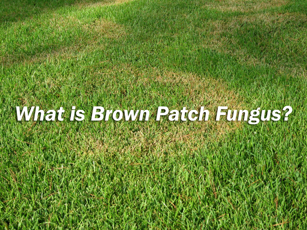 Are Lawn Circles Brown Patch Fungus? Massey Services, Inc.