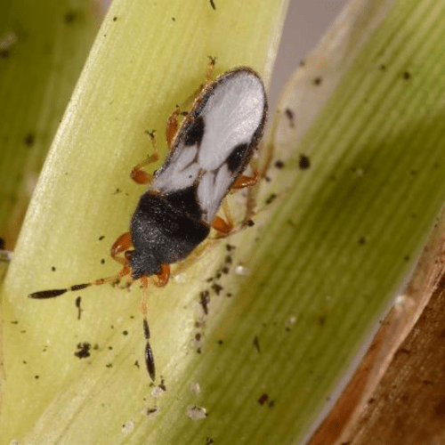 What are chinch bugs? Massey Services, Inc.