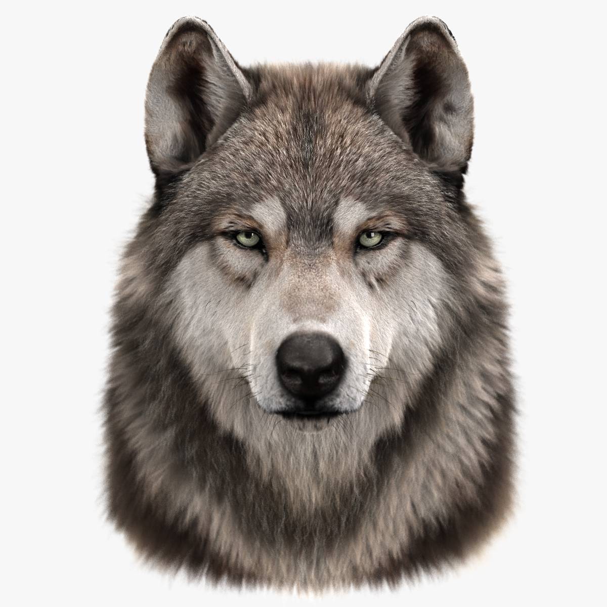 Buy WOLF HEAD (FUR) 3D Models Online Massimo Righi