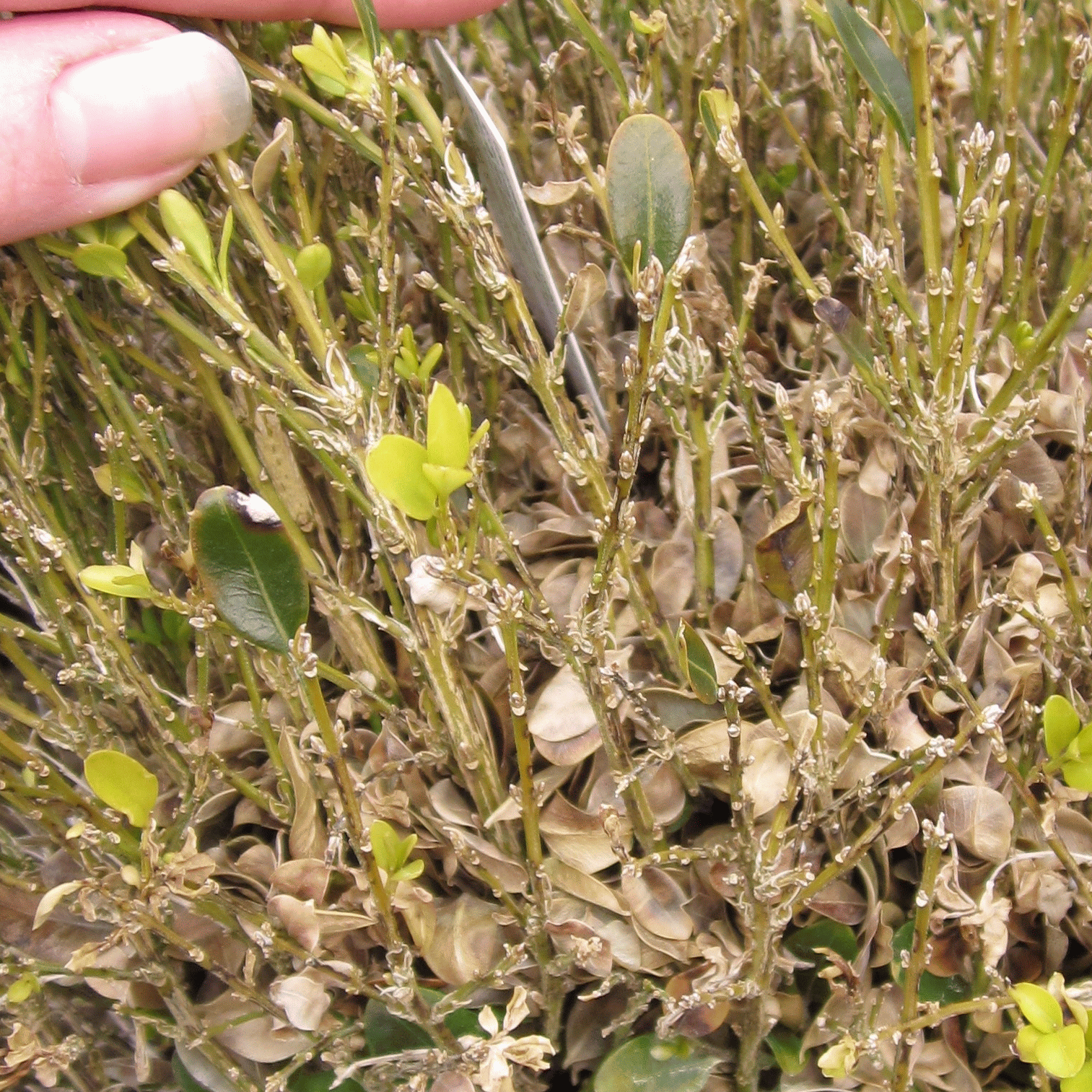 Boxwood Blight Cylindrocladium pseudonaviculatum