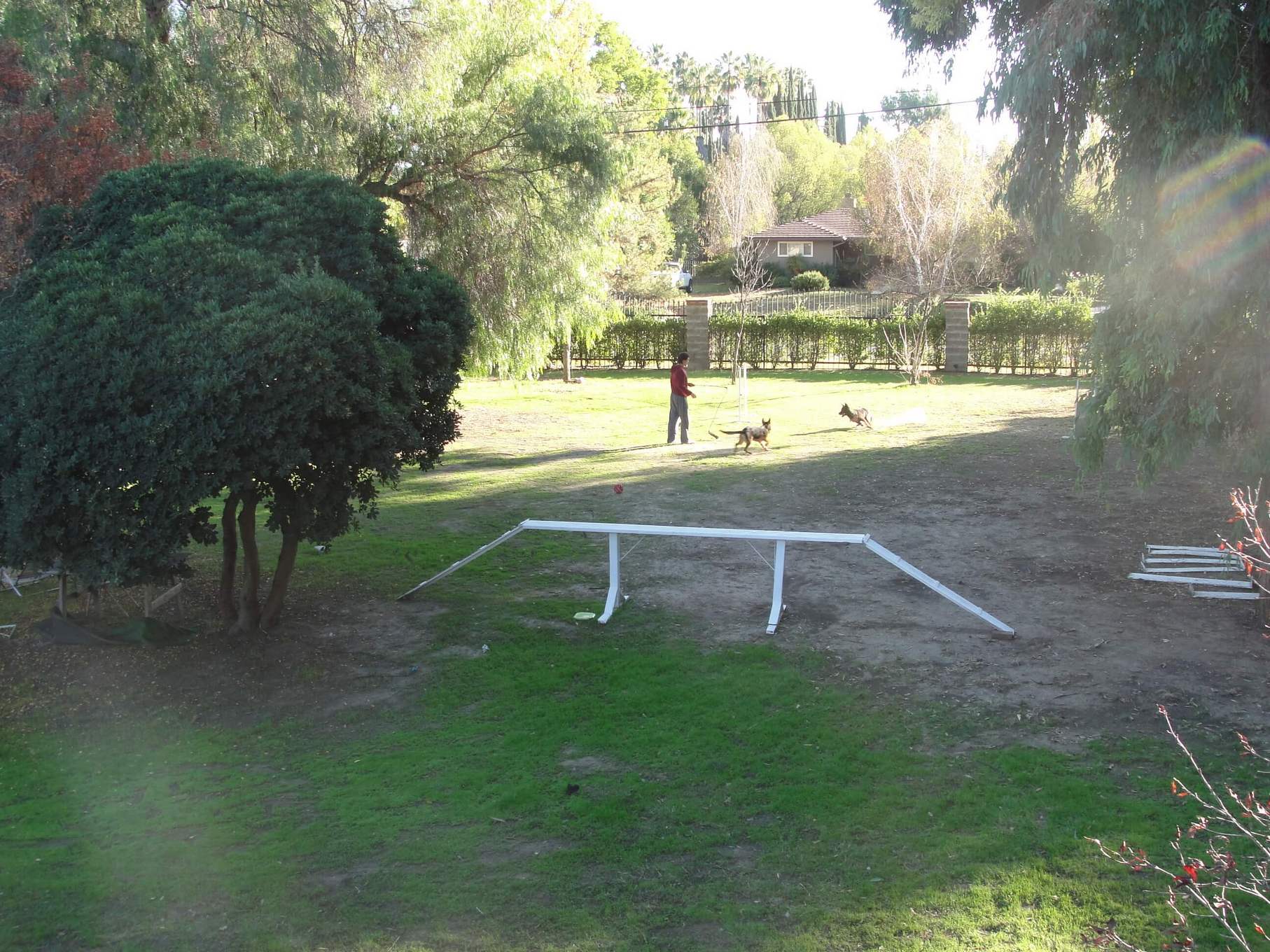 Camp Dog Training Royal Dog Academy