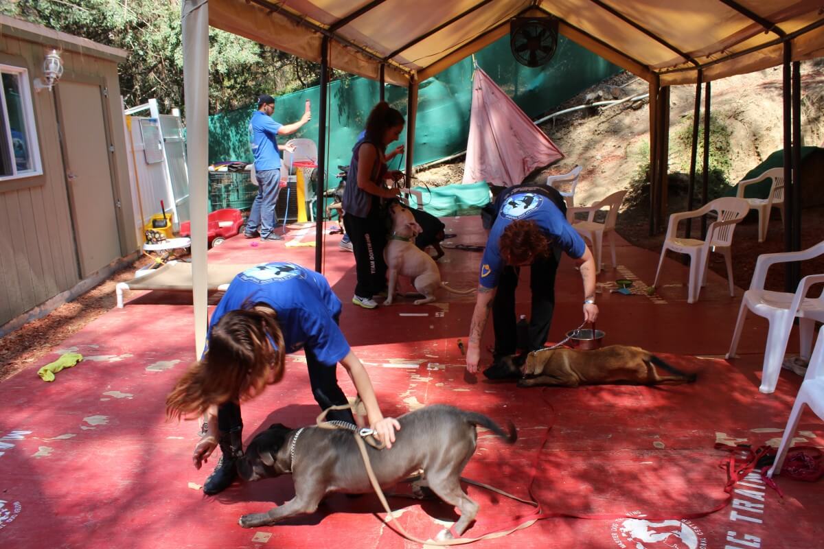 Dog Trainer Course Royal Dog Academy