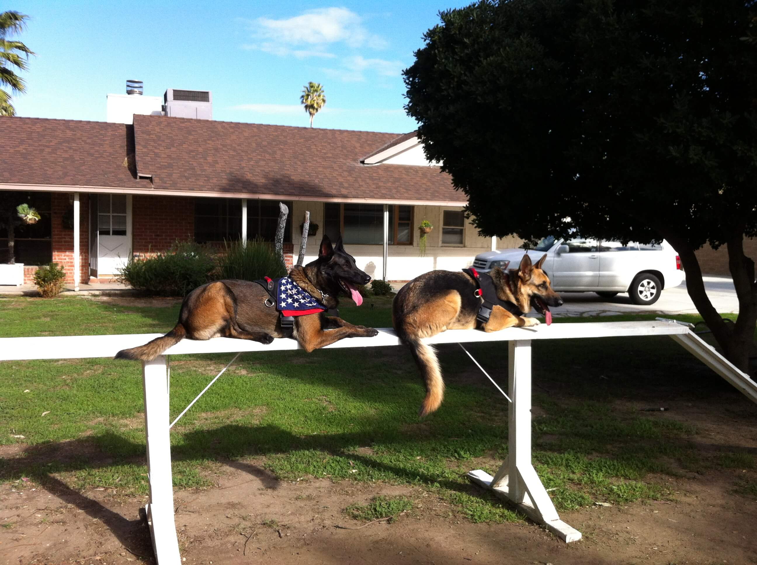 Obedience Dog Training Courses