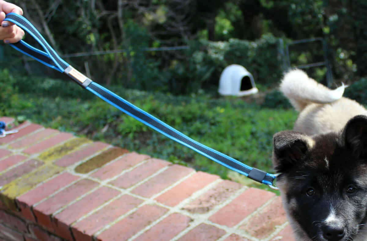 2ft Master Dog Training Walking Leash Rubberized Stitching Royal Dog Academy