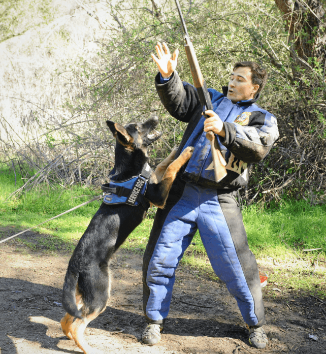How To A K9 Dog Trainer