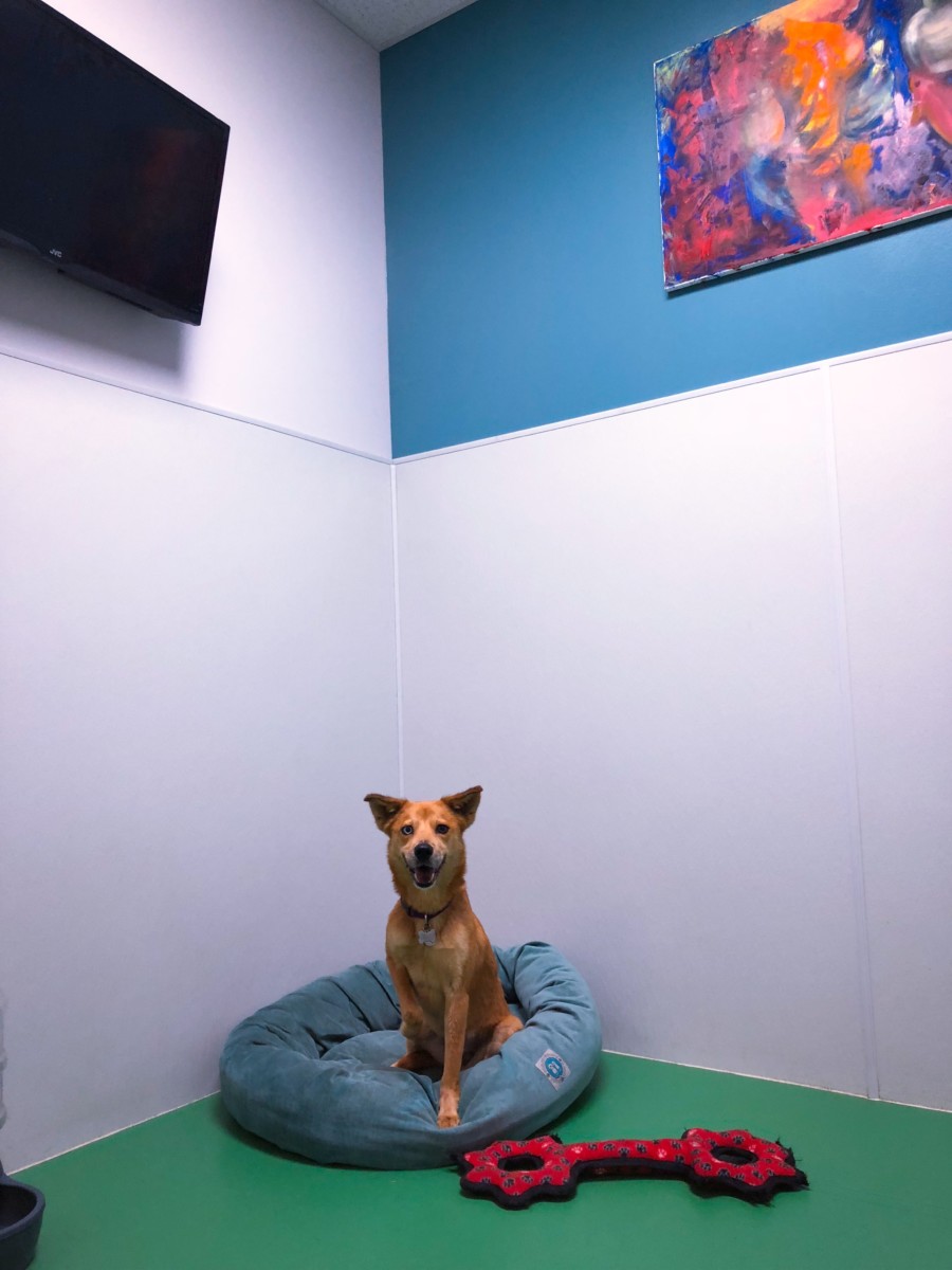 Dog Hotel Royal Dog Academy