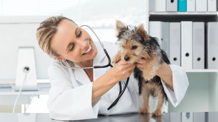 Vet Services, Physical exam of pet, Vaccinations Royal Dog Academy