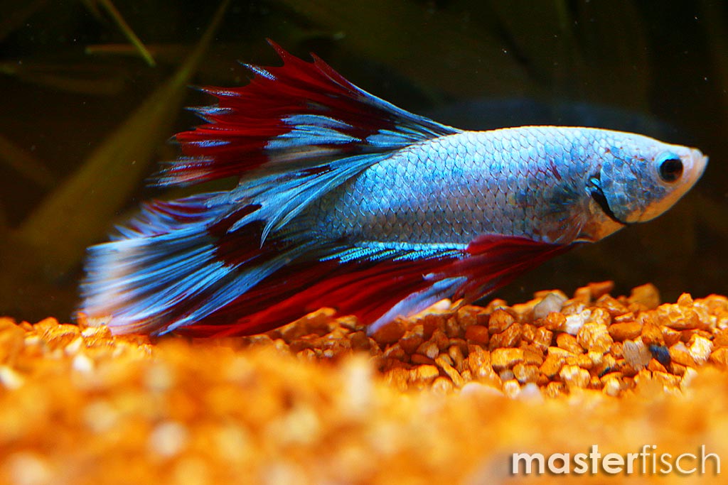 Siamesischer Kampffisch Solid Color Betta splendens