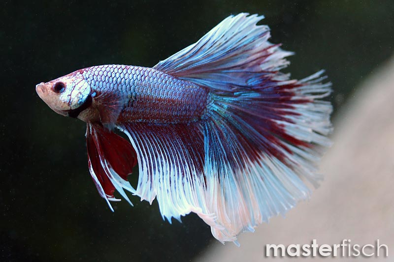 Siamesischer Kampffisch Halfmoon Color Betta splendens