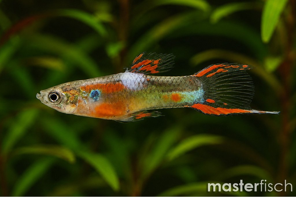 Guppy pintail gold endler Poecilia wingei online shop