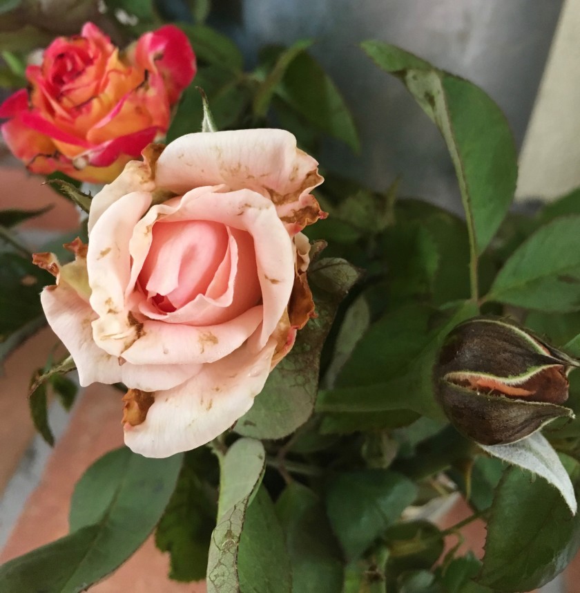 Tiny pest poses big rose garden problem Master Gardener Association